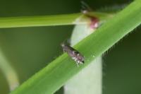 Glyphipterix simpliciella