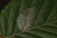 Phyllonorycter esperella