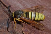 Sesia bembeciformis