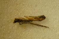 Epermenia aequidentella
