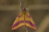 Lythria cruentaria