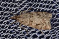 Scoparia