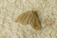 Hemithea aestivaria