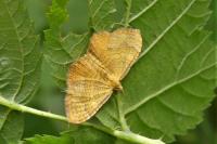 Camptogramma bilineata