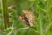 Chiasmia clathrata