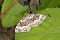 Epirrhoe alternata