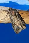 Autographa gamma