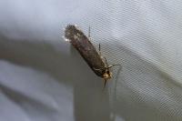Cephimallota crassiflavella