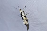Ypsolopha sequella