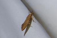 Crassa unitella