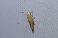 Mompha epilobiella