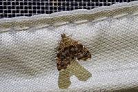 Anthophila fabriciana