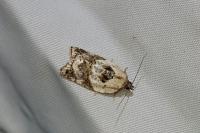 Acleris variegana