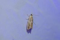 Epinotia abbreviana