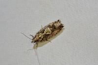 Zeiraphera isertana