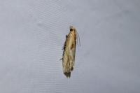 Eucosma cana
