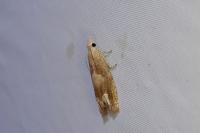 Eucosma conterminana