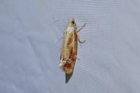 Rhyacionia buoliana