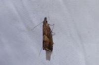 Dichrorampha acuminatana
