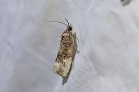 Hedya nubiferana