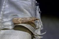 Lamoria anella