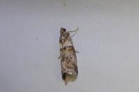 Acrobasis consociella
