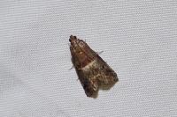 Acrobasis marmorea