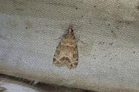 Eudonia mercurella