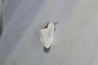 Cilix hispanica