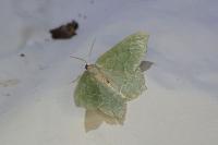 Hemithea aestivaria
