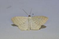 Scopula immutata