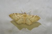 Idaea fuscovenosa