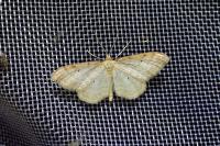 Idaea humiliata