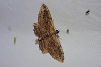 Philereme transversata