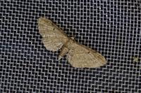 Eupithecia tenuiata