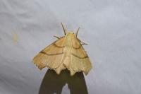 Ennomos erosaria