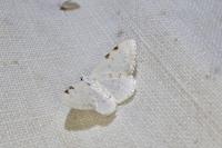 Lomographa bimaculata
