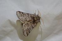 Thaumetopoea pityocampa