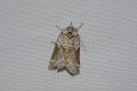 Nycteola siculana