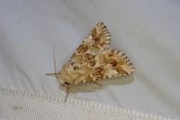 Eremobia ochroleuca