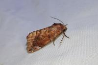 Cosmia pyralina