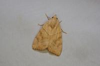 Cosmia trapezina