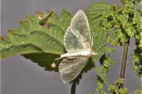 Patania ruralis