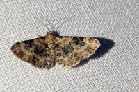 Eupithecia pulchellata