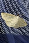 Cabera exanthemata