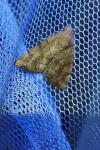 Cosmia trapezina