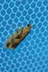 Zeiraphera isertana
