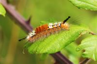 Orgyia recens