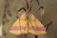 Lythria cruentaria