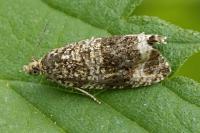 Celypha lacunana